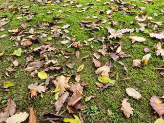 Autumn leaves on green grass background