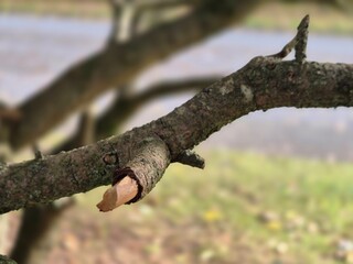 Tree branch close view with blurred background