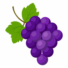 grapes vector illustration