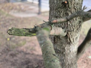 Tree branch close view with blurred background