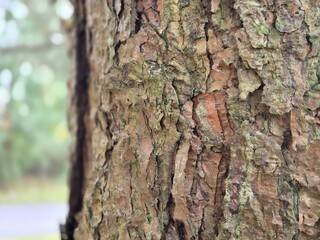Tree bark pattern close view with blurred background
