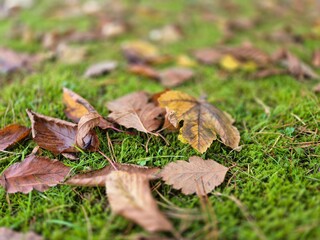 Autumn leaves on grass seasonal background
