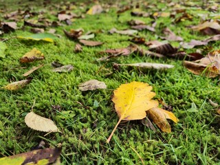 Autumn leaves on grass seasonal background