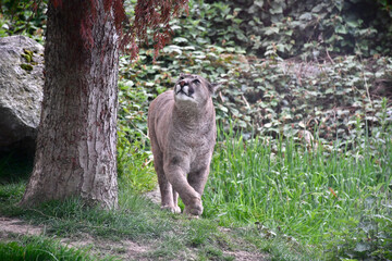 Puma près d'un arbre