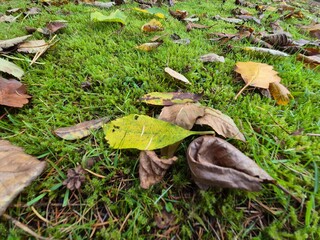 Autumn leaves on grass seasonal background