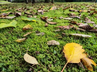 Autumn leaves on grass seasonal background