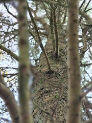 Tree branches in the deep forest background