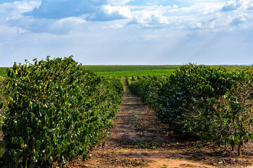 Obraz premium Coffee beans on coffee tree on the plantation in brazilian farm 