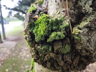 Moss on a tree bark close view natural background