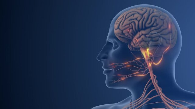 Nerve Dysfunction Causing Pain in Facial Region
