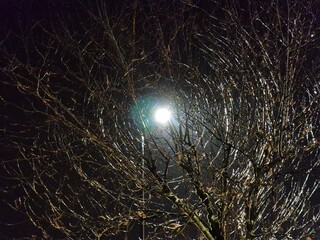 Lamp light rays coming through tree branches creating tunnel vortex illusion