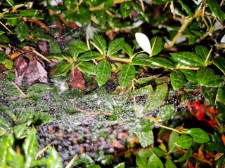 Drops of water in spider web close view background