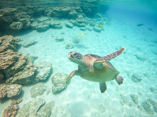 Green sea turtle swimming underwater in coral reef. Green sea turtle in coral reef.