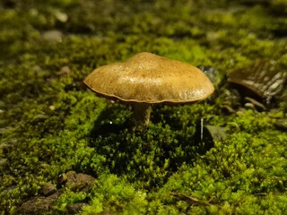 Little autumn mushrooms