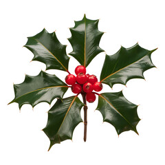 Holly Leaves and Berries on Transparent Background.
