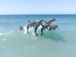 Obraz premium Dolphins jumping out of the water on a sunny day in summer