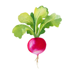 Watercolor Radish Painting Fresh Red Radish Garden Vegetable Healthy Food Illustration