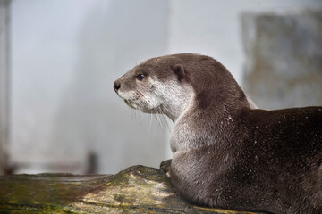 portrait de loutre