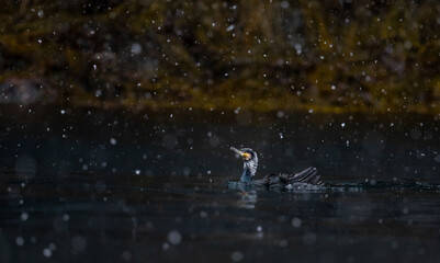 Cormorants hunt for fish in snowy weather