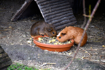 Duo mignon