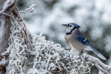 Blue jay perched on a snow-covered branch
