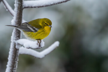Pine warbler perched on a snow-covered branch