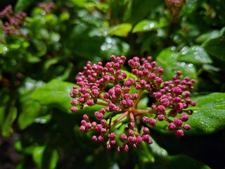 Red flower plant close view background