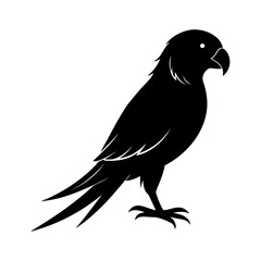 Carolina Parakeet Bird Silhouette Detailed Illustration for Digital and Print Use.