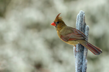 Female northern cardinal perched on a snow-covered branch