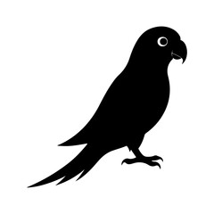 Carolina Parakeet Bird Art Illustration for Premium Stock Submission.