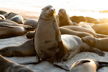 Fototapeta premium The Galápagos fur seal spotted at the beach of Santa Cruz island, Galapagos Islands, Ecuador.
