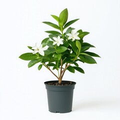 Flowering plant in pot, vibrant leaves and blooms, white isolated background.