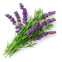 Fototapeta premium Lavender flowers, vibrant purple, green stems, isolated on white background.