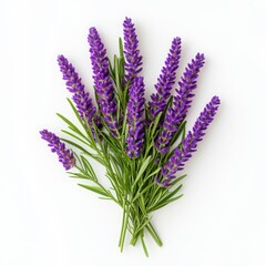 Obraz premium Lavender bouquet with fresh green leaves on a white isolate background.