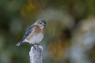 A bluebird perched on a snow-covered branch