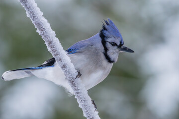 Blue jay perched on a snow-covered branch