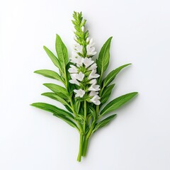 Fototapeta premium White flowering plant with green leaves on a white isolated background.