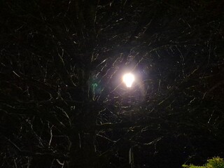 Vortex tunnel effect of the light coming through wet tree branches
