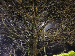 Old Irish trees at night, mysterious lights on old trees with heavy branches and moss, mystic background