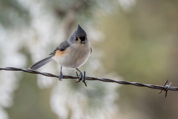 Tufted titmouse perched on a wire