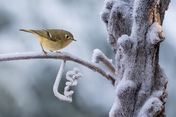 Ruby-crowned kinglet perched on a snow-covered branch