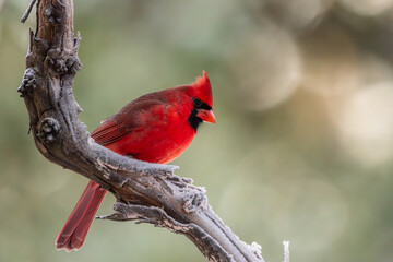 Northern Cardinal perched on a snow-covered branch