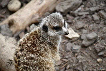 suricate
