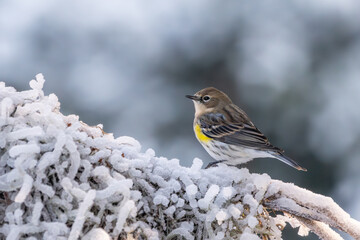 Yellow-rumped warbler perched on a snow-covered branch