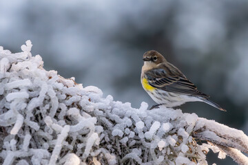 Yellow-rumped warbler perched on a snow-covered branch