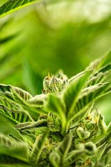 INDOOR CANNABIS PLANTS IN FULL BLOOM