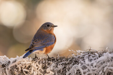 A bluebird perched on a snow-covered branch