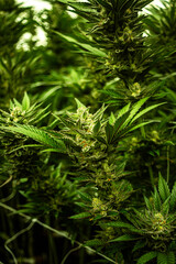 INDOOR CANNABIS PLANTS IN FULL BLOOM