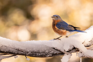 A bluebird perched on a snow-covered branch