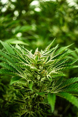 INDOOR CANNABIS PLANTS IN FULL BLOOM